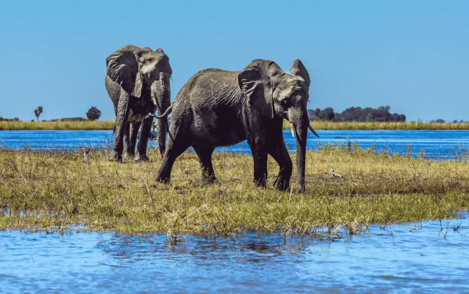 Elephants au Botswana