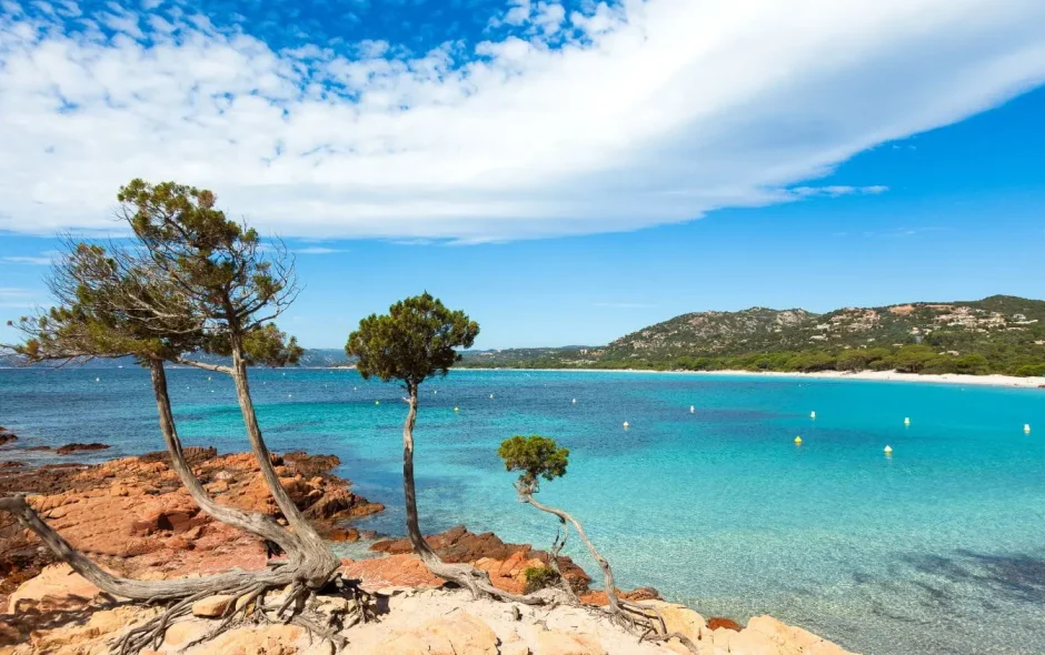 Arbres tordus en premier plan et mer turquoise, image typique de la plage de Palombaggia en Corse