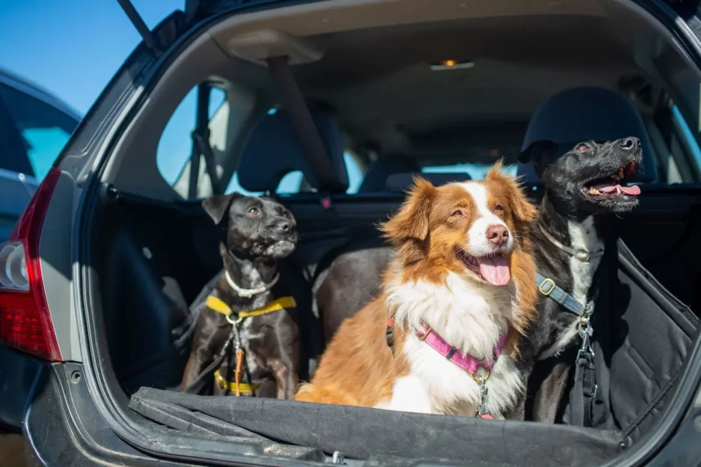 Animaux installés dans coffre de voiture ensoleillée représentant la préparation et la joie de voyager avec son chien.