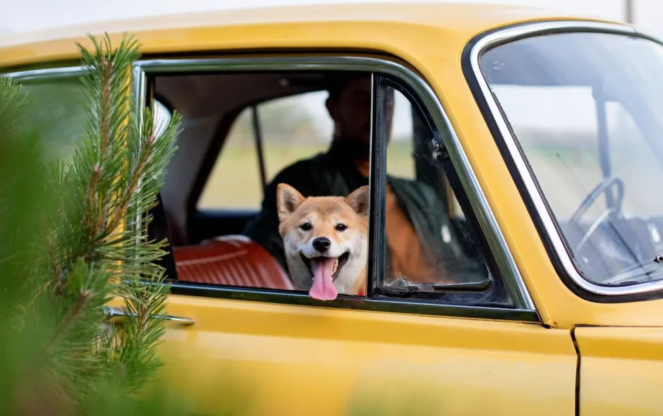 Chien assis dans véhicule rétro jaune la tête dehors montrant la liberté et la joie de voyager avec son chien.