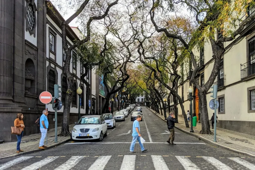 Rue bordée d’arbres formant une voûte naturelle, image qui illustre la découverte familiale des charmes urbains de Madère.