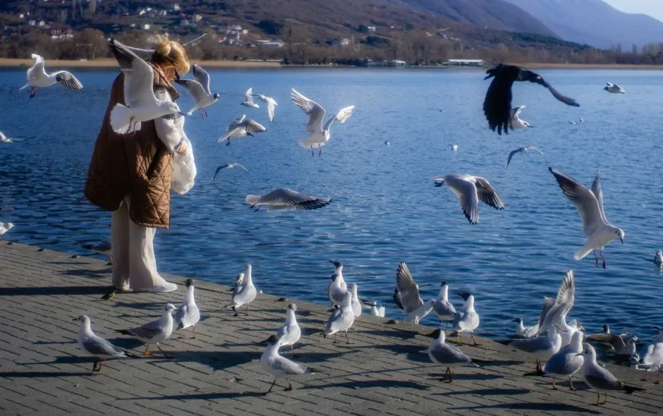 Personne en manteau brun nourrissant des mouettes au bord du lac, image qui illustre la sérénité de visiter Ohrid en Macédoine.