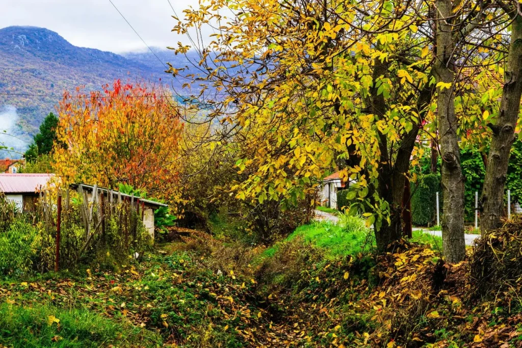 Paysage automnal avec arbres dorés et ruisseau, image qui illustre la beauté de visiter Ohrid en Macédoine.