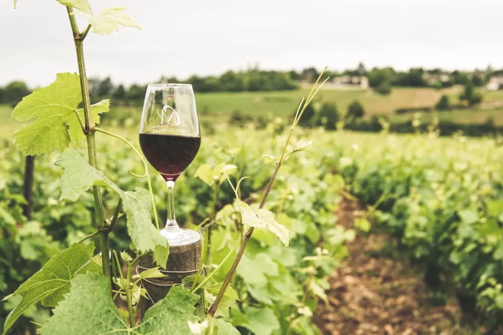 Verre de vin rouge posé sur un piquet au milieu des vignes, image qui illustre la découverte des vignobles lors d’un road trip en Géorgie.