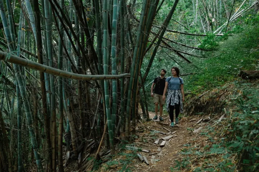 Deux personnes marchant sur sentier étroit entouré de bambous géants, image qui illustre la sérénité d’une randonnée en Slovaquie.