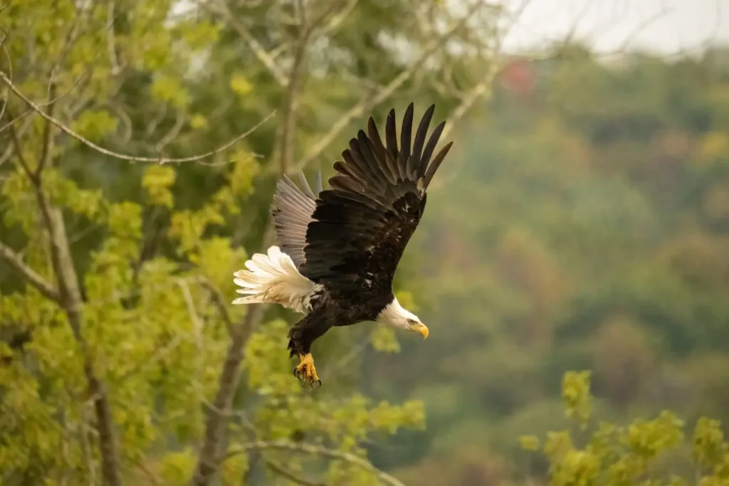 Aigle chauve en plein vol avec ailes déployées, symbole majestueux de la faune sauvage et de la puissance animale.
