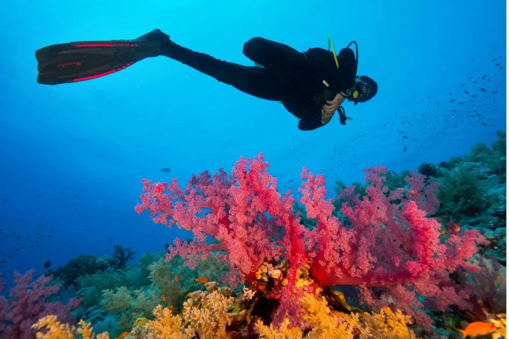 Plongeur équipé nageant au-dessus de gorgones colorées dans une eau limpide, illustrant la beauté et la richesse des spots de plongée sous-marine en Méditerranée